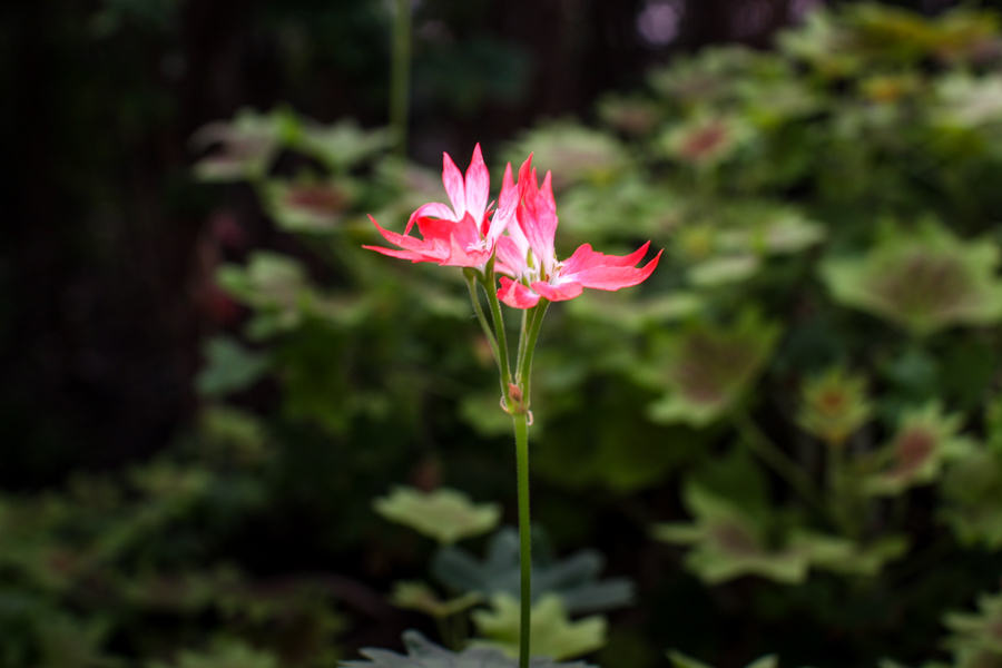 Garden-6176.jpg