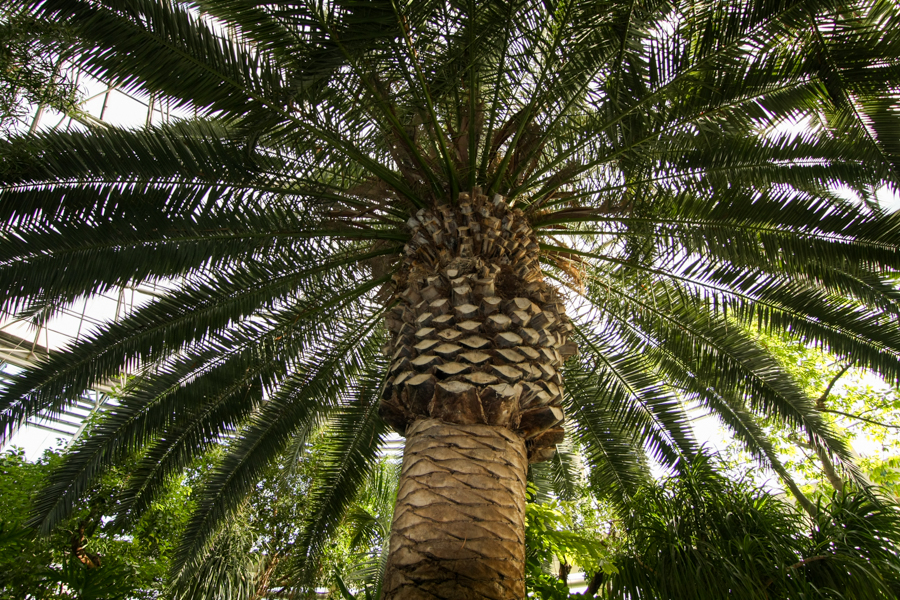 Garden-6217.jpg